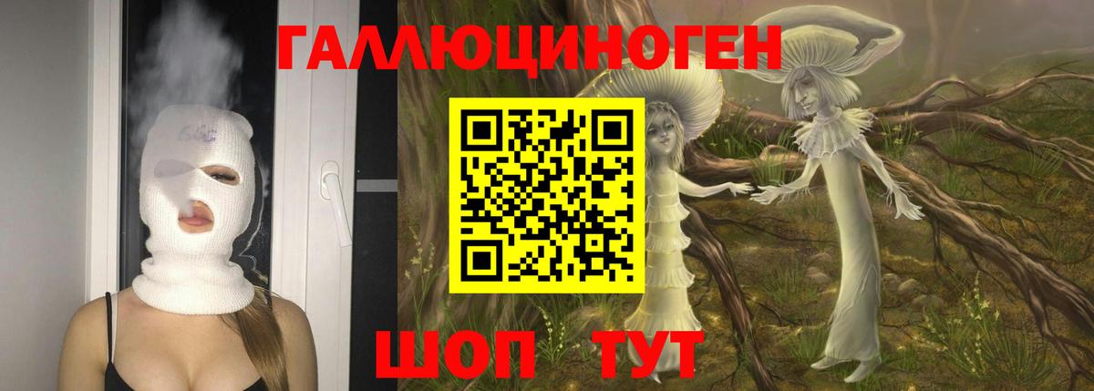 Псилоцибиновые грибы Psilocybine cubensis Асино